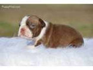 Boston Terrier Puppy for sale in Bonham, TX, USA
