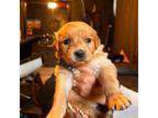 Golden Retriever Puppy for sale in Modesto, CA, USA
