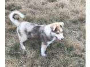 Siberian Husky Puppy for sale in Caulfield, MO, USA