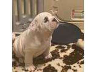 Bulldog Puppy for sale in Plainfield, CT, USA