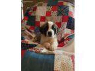 Saint Bernard Puppy for sale in Pink Hill, NC, USA