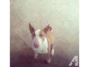 Bull Terrier Puppy for sale in FONTANA, CA, USA