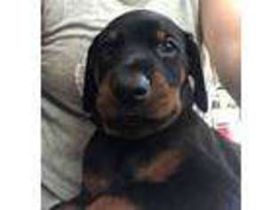 Doberman Pinscher Puppy for sale in Wilton, NH, USA