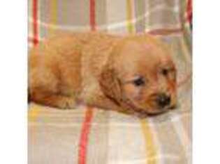 Golden Retriever Puppy for sale in New Weston, OH, USA