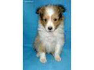 Shetland Sheepdog Puppy for sale in Rome, NY, USA