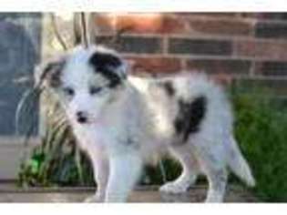 Border Collie Puppy for sale in Iowa Park, TX, USA