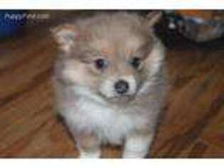 Pomeranian Puppy for sale in Maryville, TN, USA