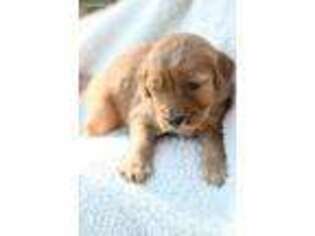 Goldendoodle Puppy for sale in Thomasville, AL, USA