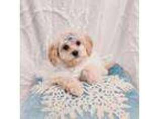 Cavapoo Puppy for sale in Lynnwood, WA, USA