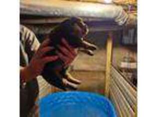 Rottweiler Puppy for sale in Mattoon, IL, USA