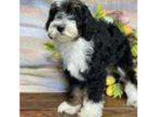 Mutt Puppy for sale in Winnsboro, TX, USA