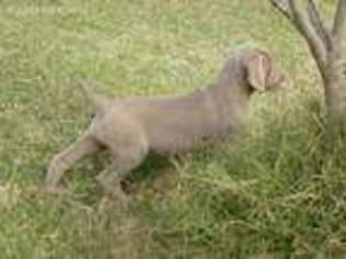 Weimaraner Puppy for sale in Mount Airy, NC, USA