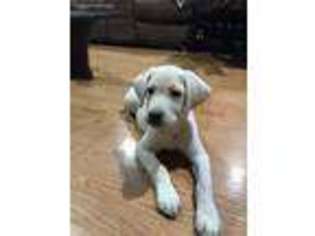 Labrador Retriever Puppy for sale in Port Angeles, WA, USA