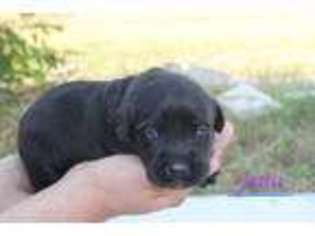 Labrador Retriever Puppy for sale in Elm Mott, TX, USA