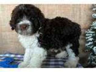 Portuguese Water Dog Puppy for sale in Canton, OH, USA