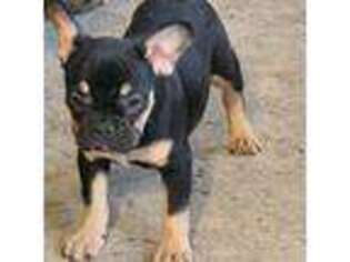 French Bulldog Puppy for sale in Atlantic, IA, USA