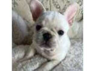 French Bulldog Puppy for sale in Georgetown, TX, USA