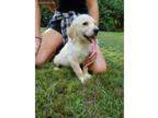 Labradoodle Puppy for sale in Adrian, GA, USA