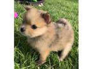 Pomeranian Puppy for sale in Avilla, IN, USA
