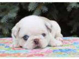 Pug Puppy for sale in Elkton, SD, USA