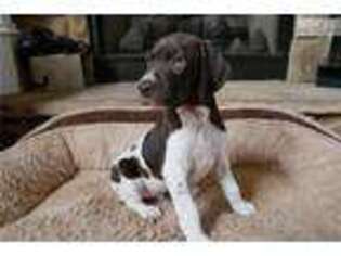 German Shorthaired Pointer Puppy for sale in Nashville, TN, USA