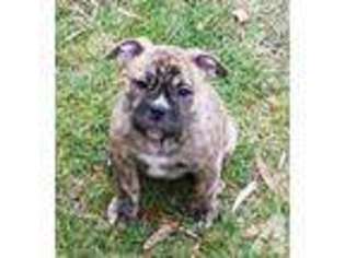 Olde English Bulldogge Puppy for sale in TOLEDO, OH, USA