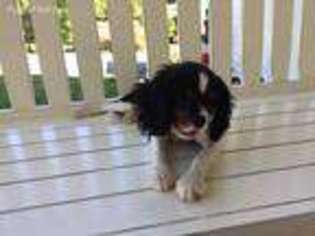 Cavalier King Charles Spaniel Puppy for sale in Rogersville, TN, USA
