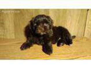 Shorkie Tzu Puppy for sale in Kankakee, IL, USA