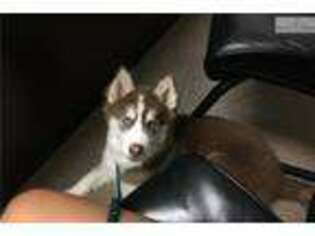 Siberian Husky Puppy for sale in Flint, MI, USA