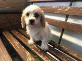 Cavachon Puppy for sale in Halifax, VA, USA