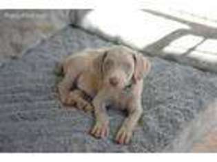 Weimaraner Puppy for sale in Buncombe, IL, USA