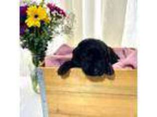 Labrador Retriever Puppy for sale in Wilmington, CA, USA
