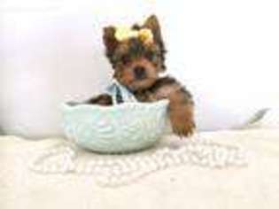 Yorkshire Terrier Puppy for sale in Provo, UT, USA