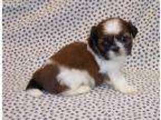 Mutt Puppy for sale in Liberal, MO, USA