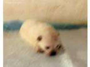 Pomeranian Puppy for sale in Skiatook, OK, USA