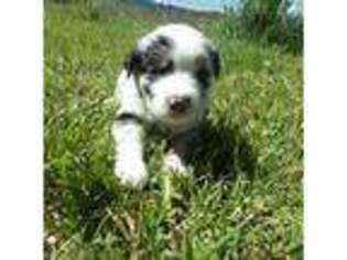 Miniature Australian Shepherd Puppy for sale in Etna, WY, USA