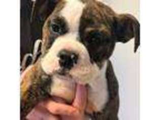 Olde English Bulldogge Puppy for sale in Attica, IN, USA