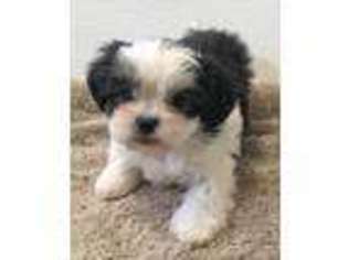 Mal-Shi Puppy for sale in Northport, AL, USA