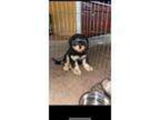 Cavapoo Puppy for sale in Staten Island, NY, USA