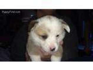 Pembroke Welsh Corgi Puppy for sale in Georgetown, SC, USA