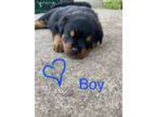 Rottweiler Puppy for sale in Temple, TX, USA