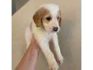 Goldendoodle Puppy for sale in Rio Rancho, NM, USA