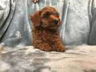 Yorkshire Terrier Puppy for sale in Harrisonburg, VA, USA