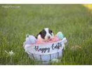 Border Collie Puppy for sale in Elk Grove, CA, USA