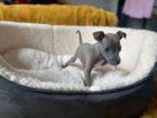 Italian Greyhound Puppy for sale in Cypress, TX, USA