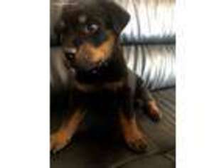 Rottweiler Puppy for sale in Las Vegas, NV, USA