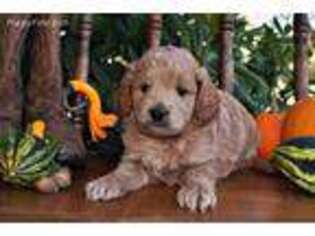 Goldendoodle Puppy for sale in Macedon, NY, USA