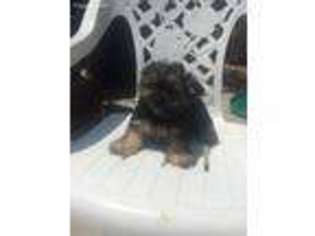 Yorkshire Terrier Puppy for sale in Cypress, CA, USA