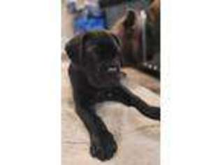 Cane Corso Puppy for sale in WEST HAVEN, CT, USA