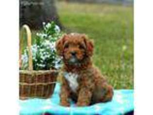 Cavapoo Puppy for sale in Berne, IN, USA